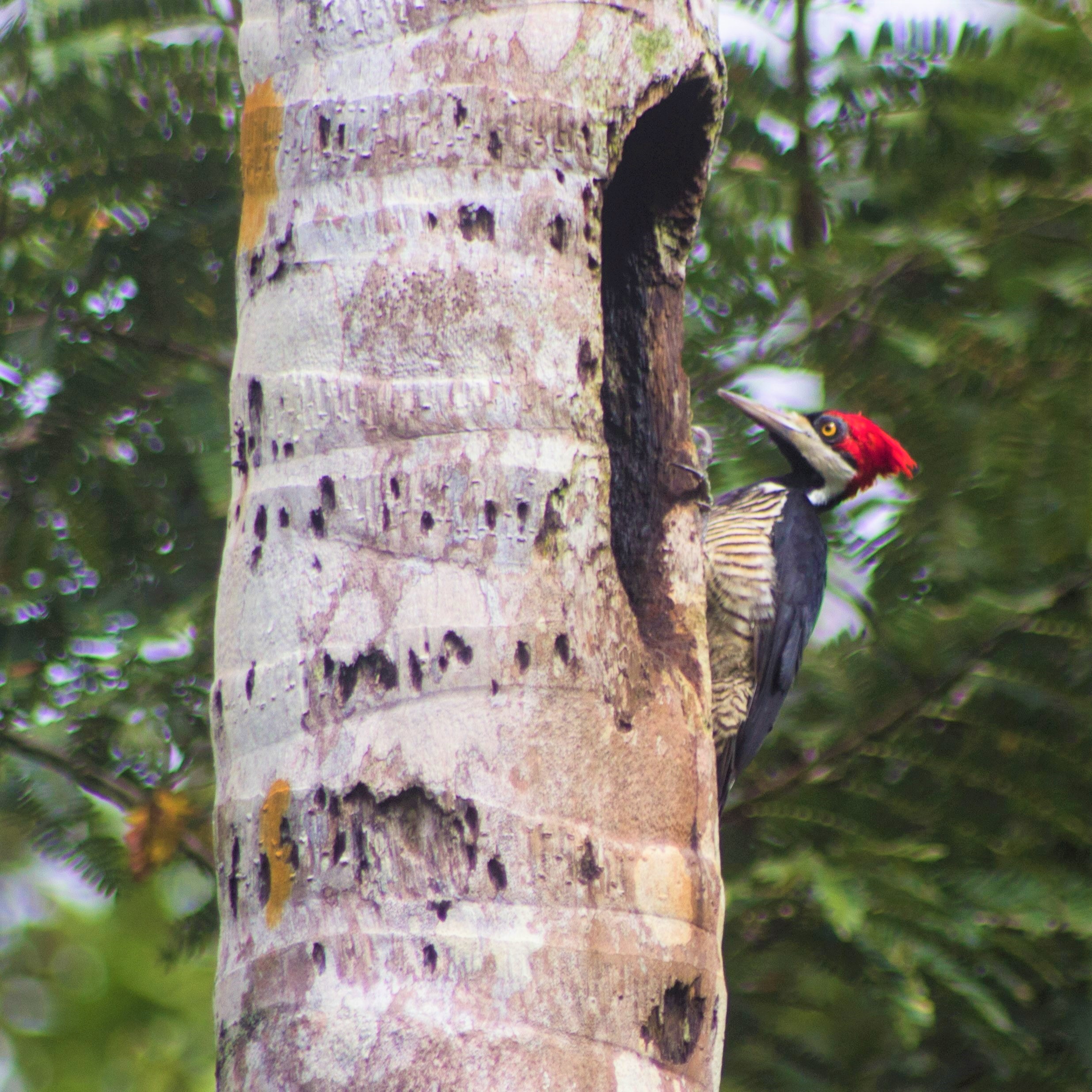 Photo from 10-Day Peruvian Amazon Birdwatching Expedition safari tour